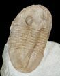 Rarely Seen Pseudoasaphinus Gostilicyensis Trilobite #6456-2